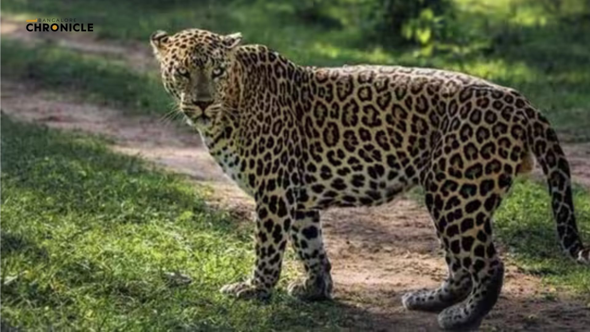 Leopard Spotted at Infosys Mysuru Campus: Work-from-Home for 4,000 Employees as Safety Measures Are Urgently Implemented