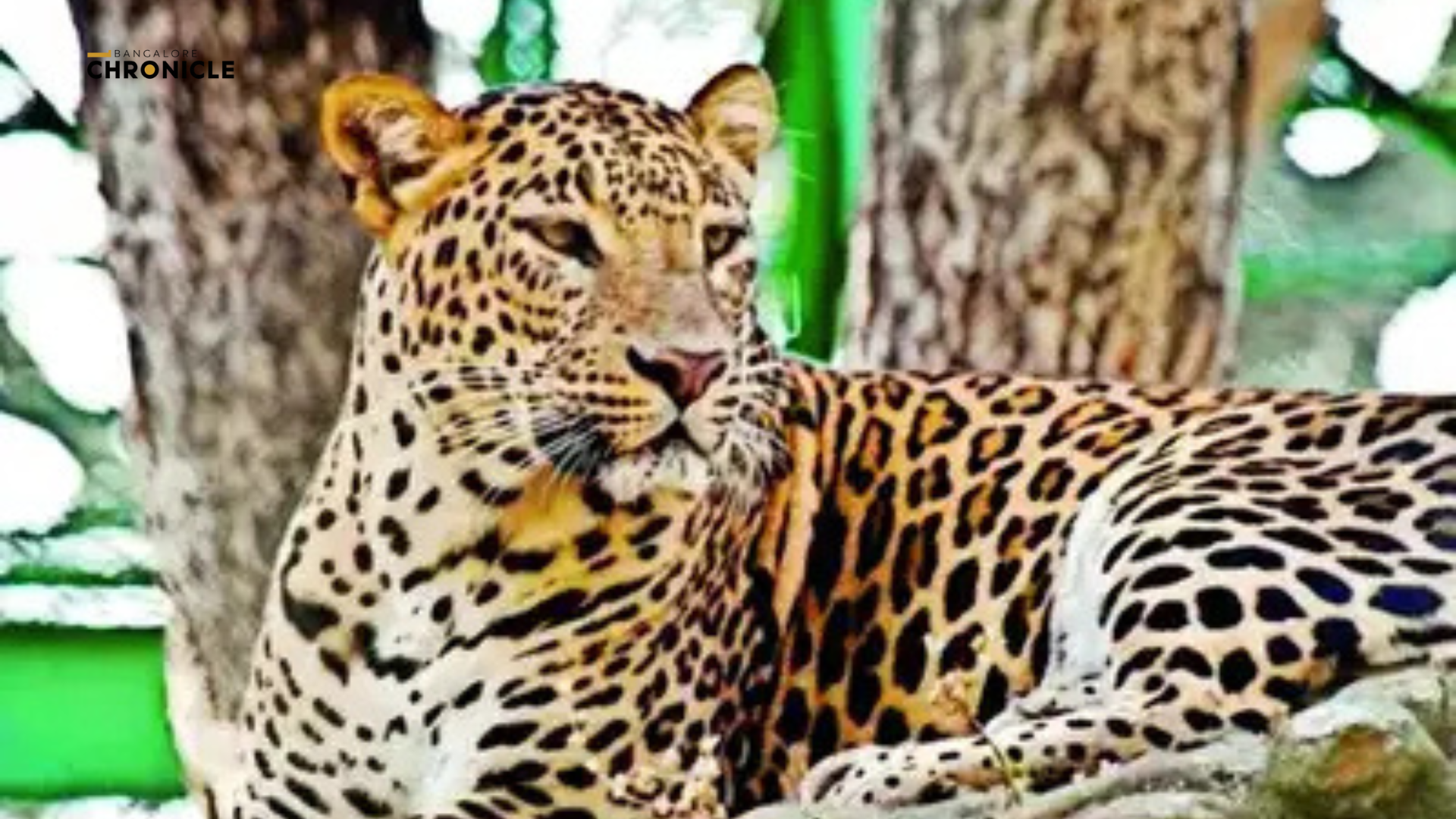 Leopard claws boy during Bengaluru safari, sparks safety concerns